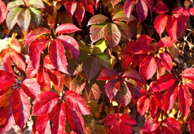 Virginia creeper on the wall in autumn clipart