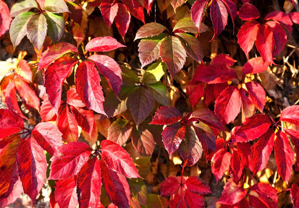 Virginia creeper on the wall in autumn