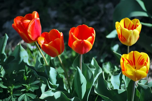 Barevné tulipány. — Stock fotografie