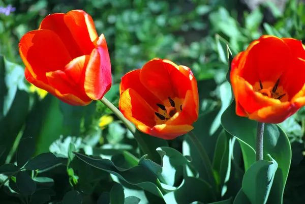 Tulipani colorati . — Foto Stock