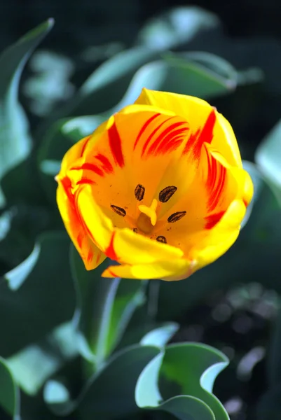 Barevné tulipány. — Stock fotografie