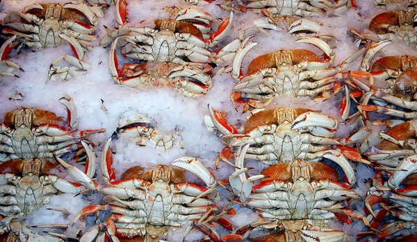 Crabe frais . — Photo