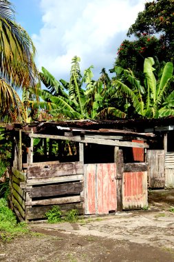 Karayip shack