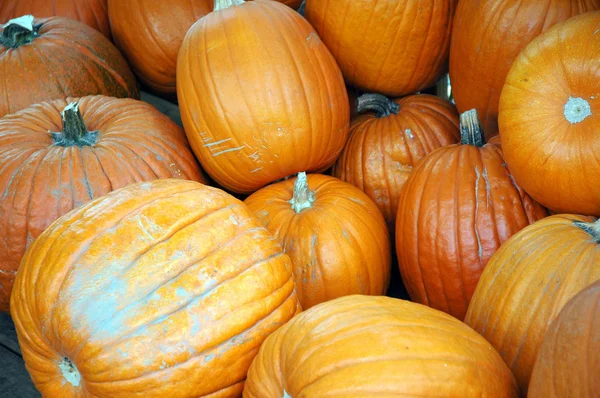 Pumpkins. — Stock Photo, Image