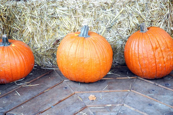 Pumpkins. — Stock Photo, Image