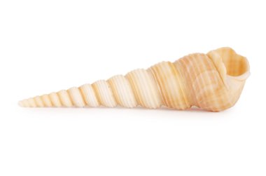 Sea shell isolated on a white clipart