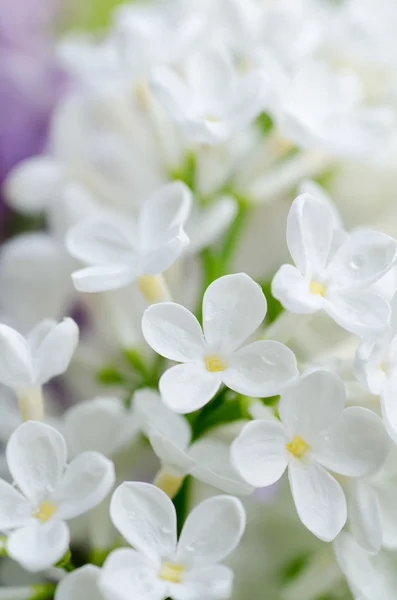 Vackra lila — Stockfoto