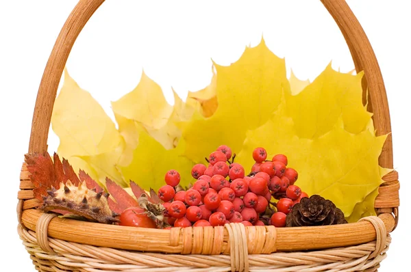 Folhas de outono e frutos isolados — Fotografia de Stock