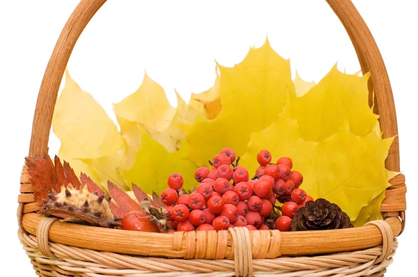 Autumn leaves and fruits isolated — Stock Photo, Image