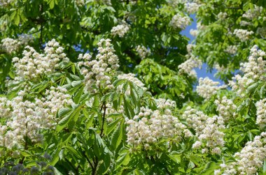 At kestanesinin yaprakları ve çiçekleri (Aesculus hipocastanum)