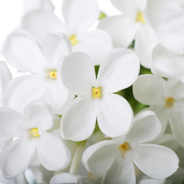 Beautiful lilac — Stock Photo, Image