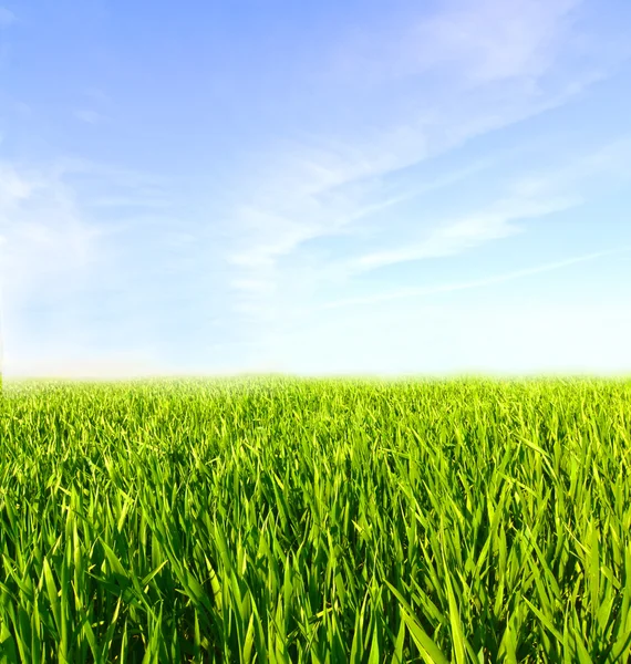 草原绿草，蓝天乌云 — 图库照片