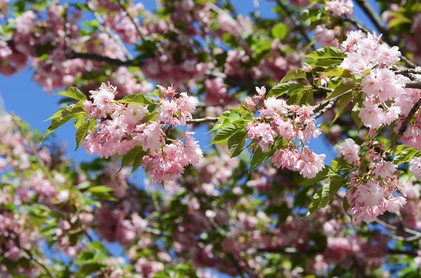 Branch with flowers against a background of apple trees in spring foliage — Stock Photo, Image