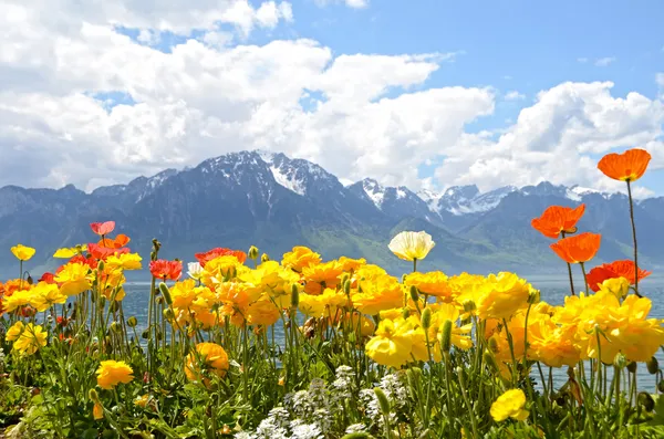 Flores contra montanhas e lago Genebra a partir do Embankment em Montreux. Suíça — Fotografia de Stock