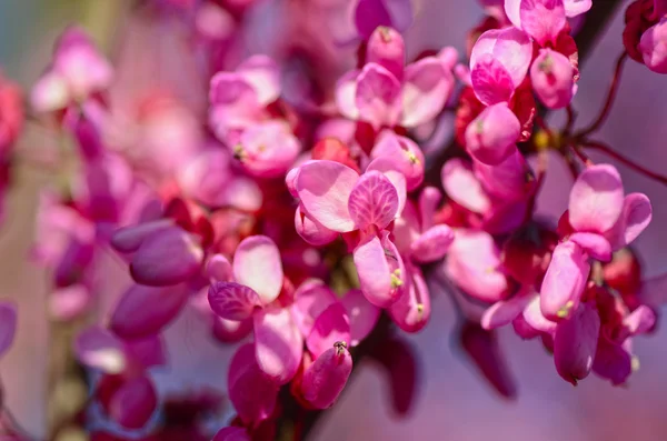 Мечтательный образ тонкого розового цветка дерева весной — стоковое фото