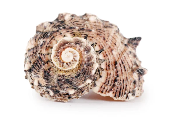Beyaz izole deniz kabuğu — Stok fotoğraf