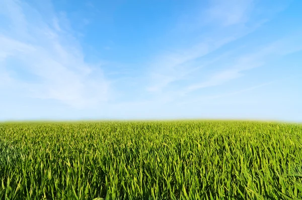 Yeşil çimenli çayır ve bulutlu mavi gökyüzü — Stok fotoğraf