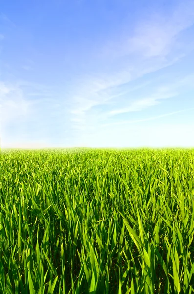 Grasveld met groen gras en blauwe lucht met wolken — Stockfoto