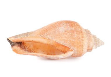 Sea shell isolated on a white clipart