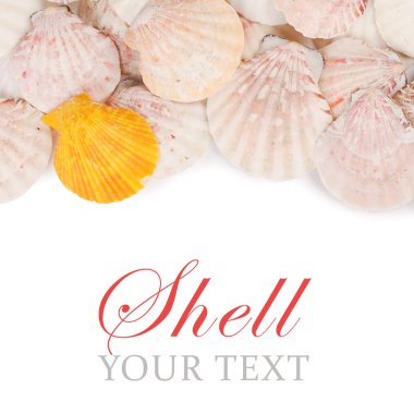 Sea shell isolated on a white clipart