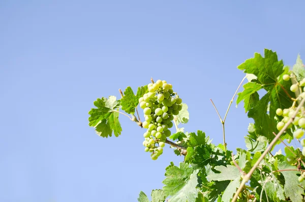 Grapevine with a cluster of grapes against the blue sky — Stock Photo, Image