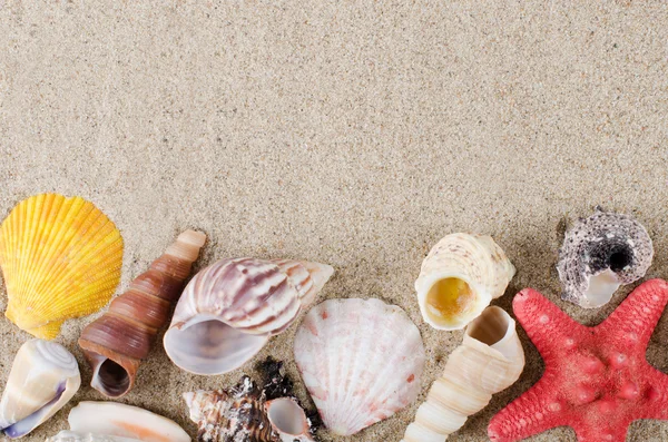 Sea shell als achtergrond — Stockfoto