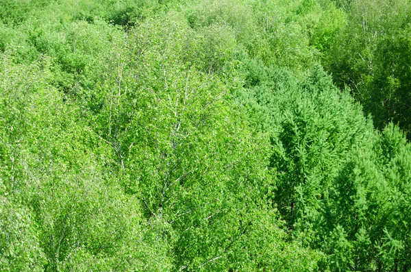 Blad av grönt trä från höjd — Stockfoto