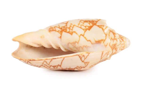 Морская раковина, изолированная на белом — стоковое фото