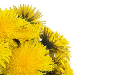 beyaz izole sarı kara hindiba