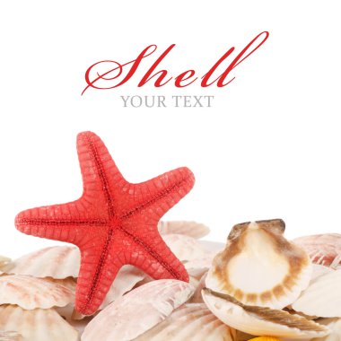 Sea shell isolated on a white clipart