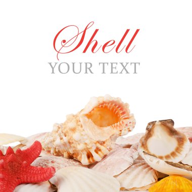 Sea shell isolated on a white clipart