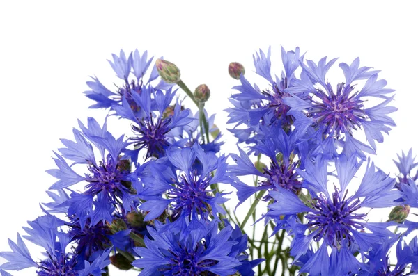 Όμορφη μπλε καλαμποκάλευρο — Φωτογραφία Αρχείου