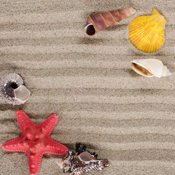 Sea shell som bakgrund — Stockfoto
