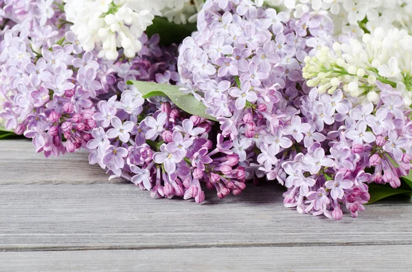 Piękny liliowy — Zdjęcie stockowe