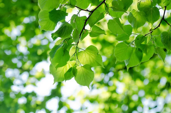 Voorjaar loof op een boom tak — Stockfoto
