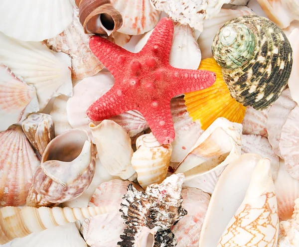 Mořské mušle jako pozadí — Stock fotografie
