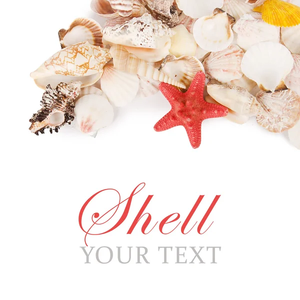 Sea shell isolated on a white — Stock Photo, Image