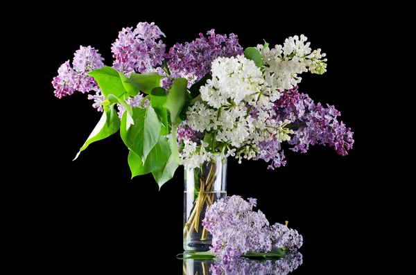 The beautiful lilac on black background — Stock Photo, Image