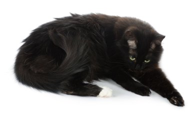 Kara kedi yıkar