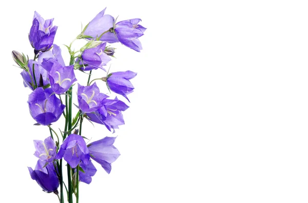 Krásné modré květy zvonek — Stock fotografie
