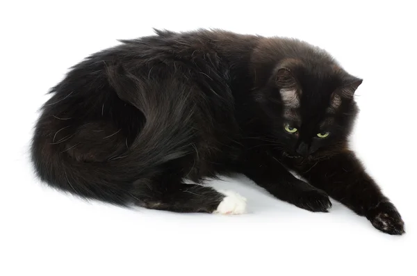 The black cat washes — Stock Photo, Image