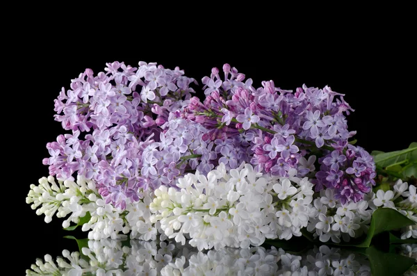 O belo lilás no fundo preto — Fotografia de Stock