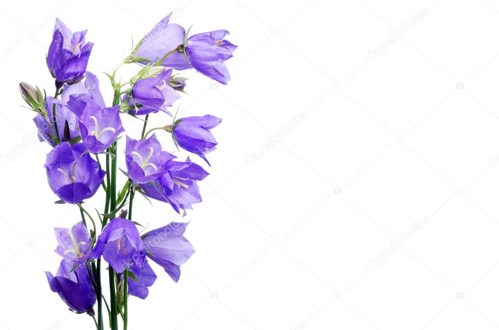 Beautiful blue flowers campanula