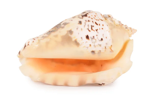 Sea shell geïsoleerd op een witte — Stockfoto