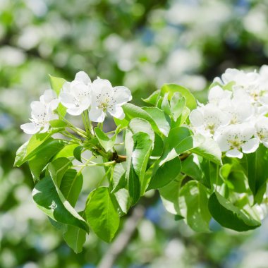 bir elma ağacı sprin içinde blossoming