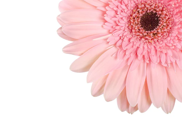 Flor de gerbera sobre um fundo preto — Fotografia de Stock