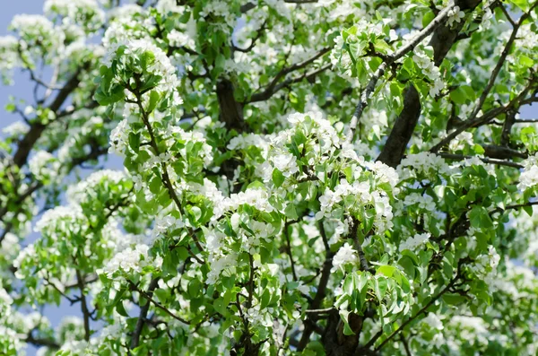 Bir elma ağacı sprin içinde blossoming — Stok fotoğraf