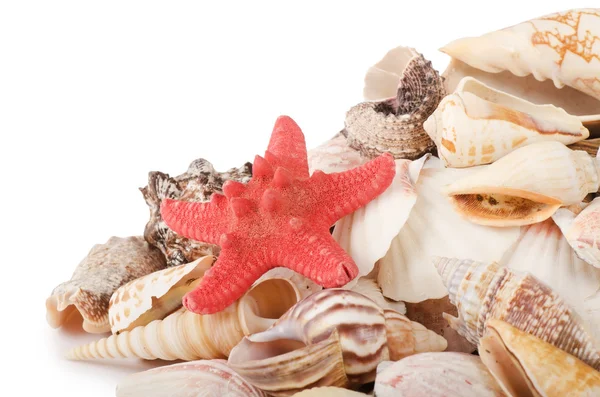 Sea shell geïsoleerd op een witte — Stockfoto