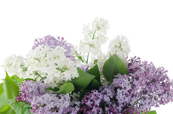Beau lilas isolé sur fond blanc — Photo