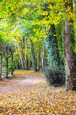 sonbaharın güzel park